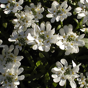 Schleifenblume - Schleifenblume 'Schneeflocke' - Iberis sempervirens 'snowflake'