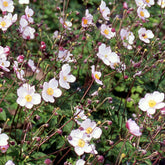 Japanische Anemone Robustissima - Willemse