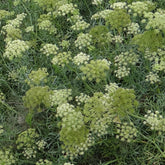 Meerfenchel - Crithmum maritimum - Willemse