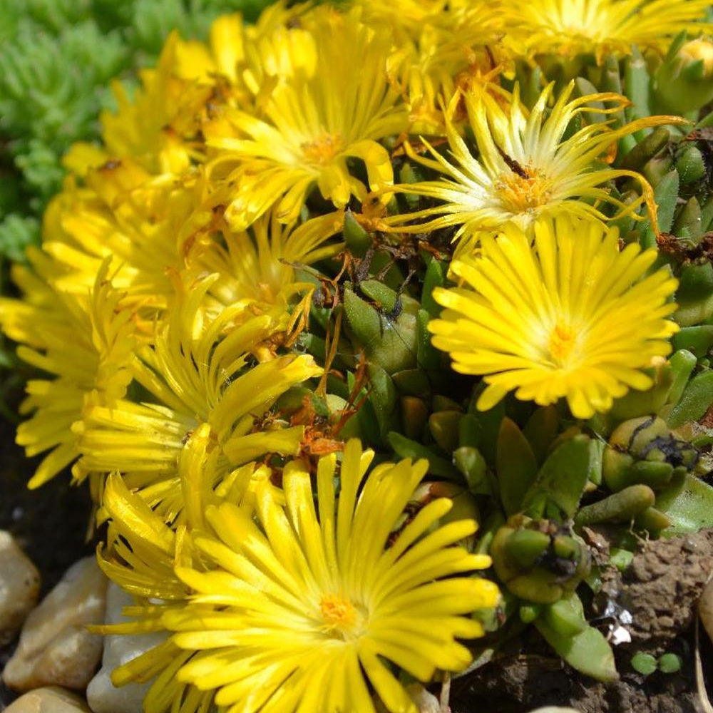 Mittagsblume - Willemse
