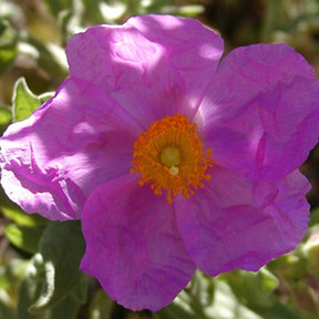 Graulaubige Zistrose - Willemse