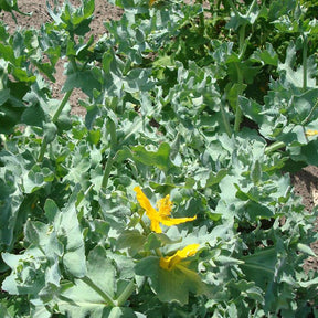 Verkauf Gelber Hornmohn - Glaucium flavum