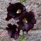 Stockrose schwarz - Willemse