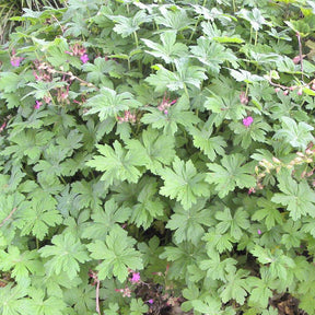 Geranien - Balkan-Storchschnabel - Geranium macrorrhizum