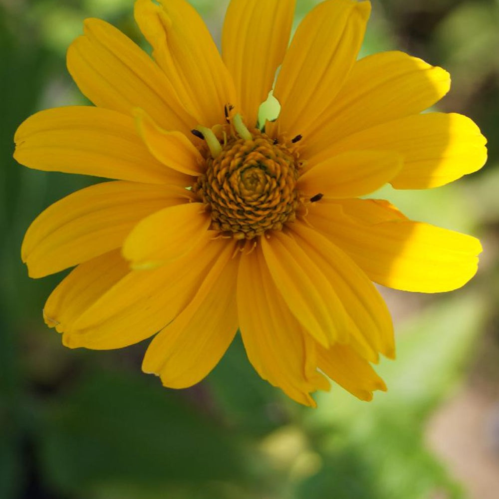 Sonnenauge Sommersonne - Heliopsis helianthoides Summer Sun - Willemse