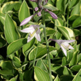 Funkie ‘Fortunei Aureomarginata’ - Hosta fortunei aureomarginata - Willemse