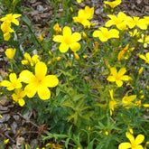 Gelber Lein 'Compactum' - Linum flavum compactum - Willemse