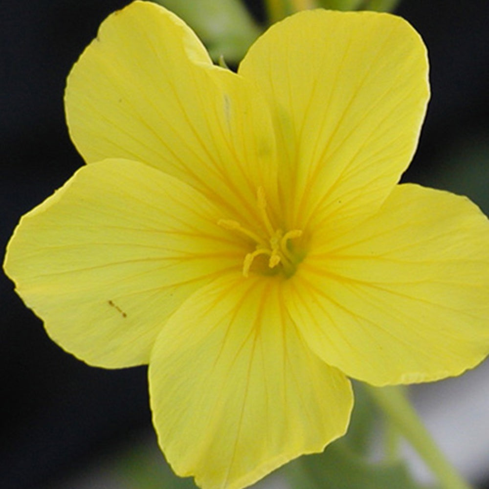 Gelber Lein 'Compactum' - Willemse