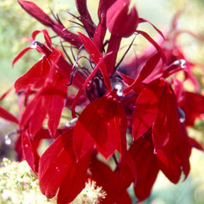 Lobelie Russian Princess - Lobelia speciosa russian princess - Willemse