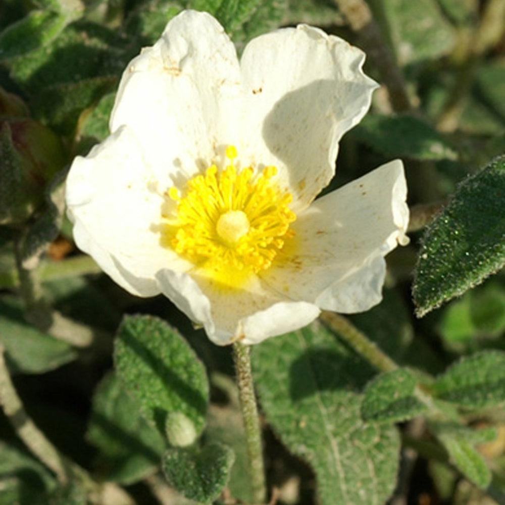 Stumpfblättrige Zistrose - Willemse