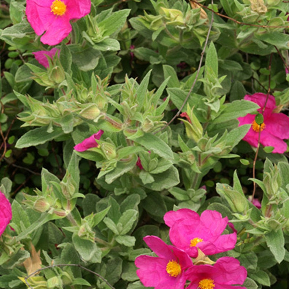 Zistrose - Cistus pulverulentus - Willemse