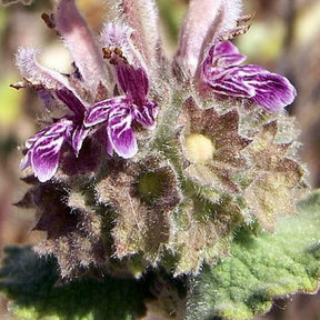 Schwarznessel - Ballota hirsuta - Willemse