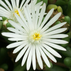 Delosperma 'graaf reinet' - Garten-Mittagsblume Graaf Reinet - Delosperma - Mittagsblume