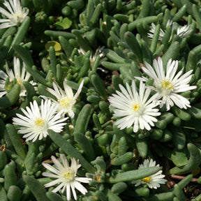 Garten-Mittagsblume Graaf Reinet - Willemse