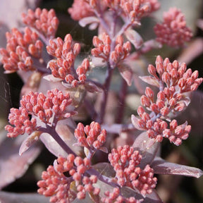 Fetthenne 'Chocolate Cherry' - Sedum 'chocolate cherry' - Willemse