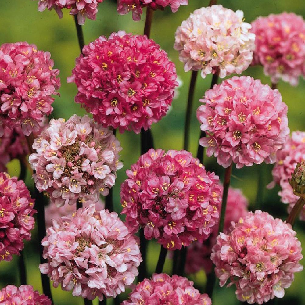 Breitblättrige Grasnelke Ballerina Lilac - Willemse