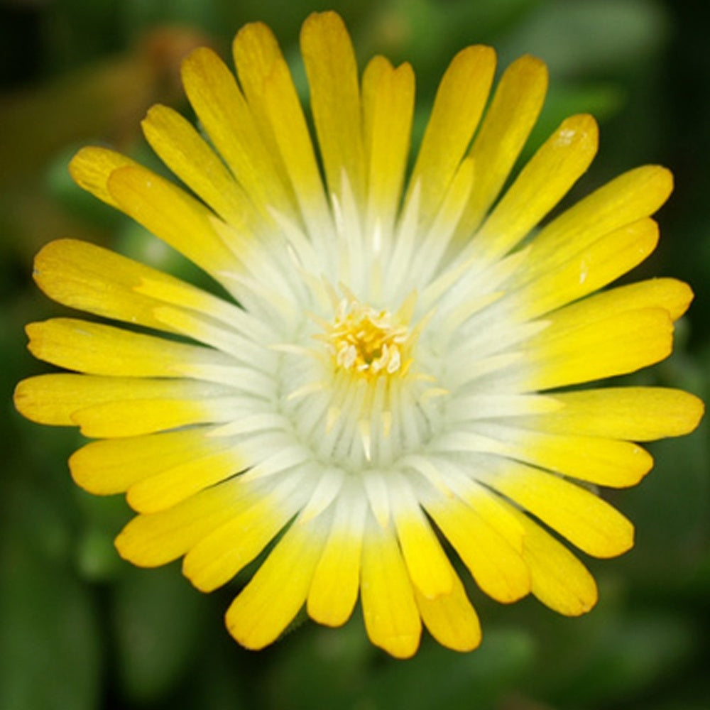Mittagsblume 'Jewel of Desert Peridott' - Delosperma 'jewel of desert peridott' ® - Willemse