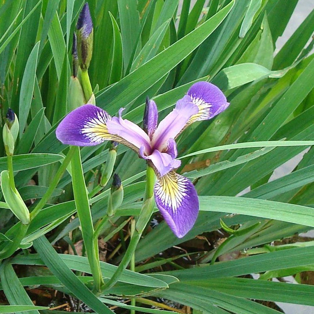 Amerikanische Schwertlilie - Iris versicolor