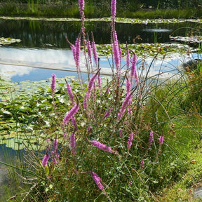 Blut-Weiderich - Lythrum salicaria - Willemse