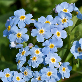 Sumpf-Vergissmeinnicht - Myosotis palustris - Willemse