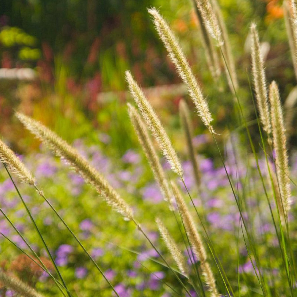 Pennisetum macrourum - Aufrechtes Lampenputzergras (Pennisetum alopecuroides) - Pennisetum