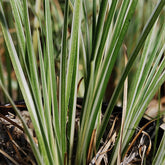 Harlekinweide ‘Hakuro Nishiki’ - Willemse