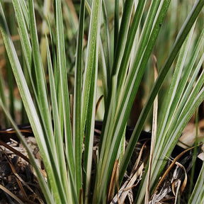 Harlekinweide ‘Hakuro Nishiki’ - Willemse