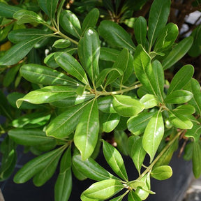 Immergrüne Sträucher - Chinesischer Klebsame - Pittosporum tobira