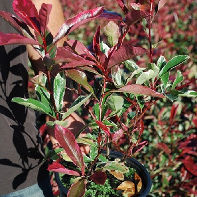 Glanzmispel 'Pink Marble' - Photinia fraseri Pink Marble - Willemse