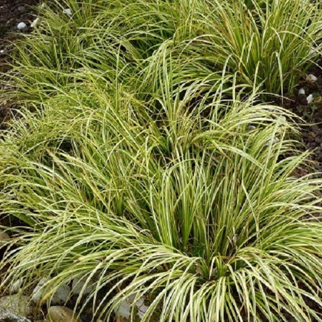 Schmalblättriger Kalmus 'Ogon' - Willemse