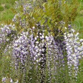 Wisteria sinensis 'caroline' - Chinesischer Blauregen 'Caroline' - Glyzinien