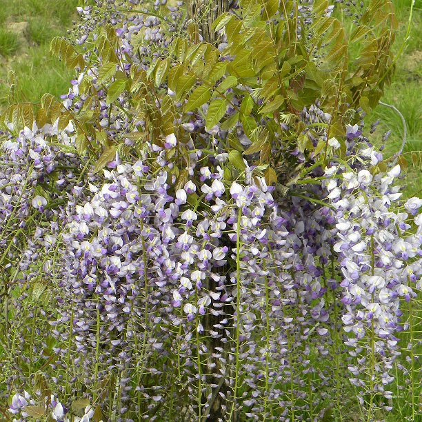 Wisteria sinensis 'caroline' - Chinesischer Blauregen 'Caroline' - Glyzinien