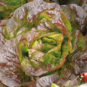 Kopfsalat Roxy Bio - Willemse