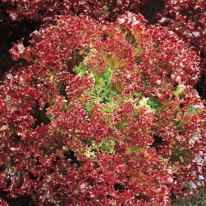 Pflücksalat ‘Lollo Rossa’ Bio - Willemse