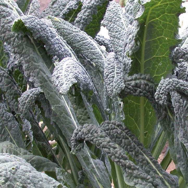 Palmkohl ‘Nero di Toscana’ Bio - Brassica oleracea Nero di Toscana - Willemse