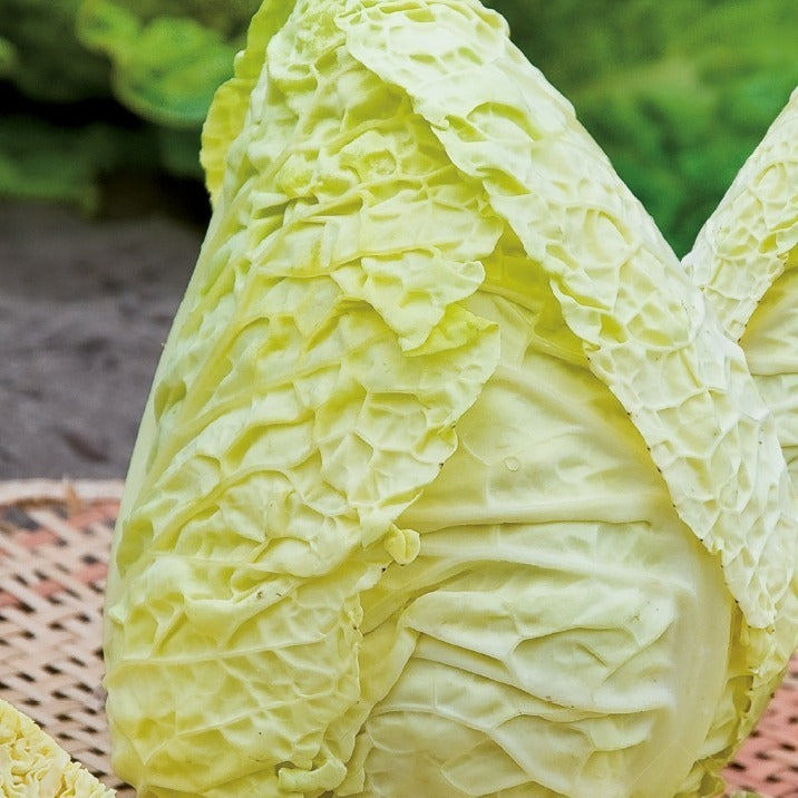 Wirsingkohl Bloemendaalse Gele Bio - Willemse