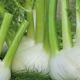 Knollenfenchel ‘Finale’ Bio - Willemse
