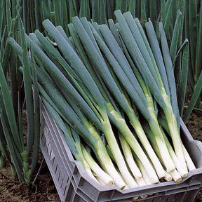 Verkauf Frühlingszwiebel Ishikura Long White