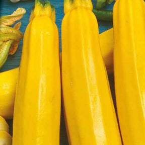 Samen für Zucchini - Zucchini Soleil F1 - Cucurbita pepo soleil f1