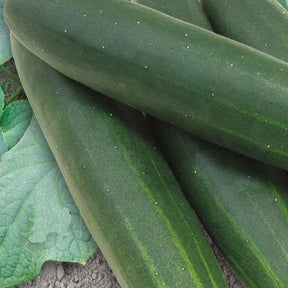 Gurke Sonja F1 Bio - Cucumis sativus sonja f1 - Willemse