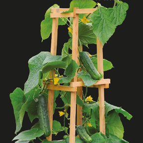 Snackgurke ‘Patio Snacker’ F1 - Willemse