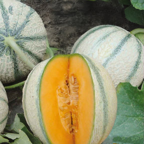 Cantaloupe-Melone ‘Artemis’ F1 - Willemse