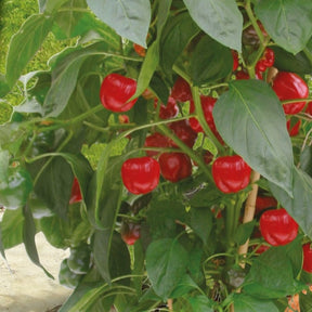 Topf-Paprika ‘Kobold’ F1 - Willemse