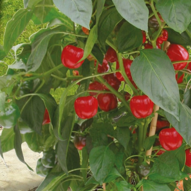 Topf-Paprika ‘Kobold’ F1 - Willemse