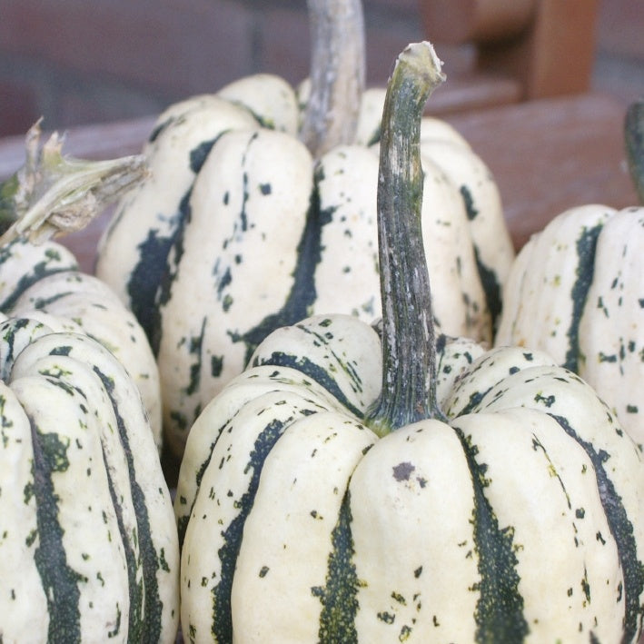 Kürbis Sweet Dumpling Bio - Cucurbita maxima Sweet Dumpling - Willemse