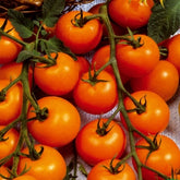 Kirschtomate ‘Sungold’ F1 - Willemse