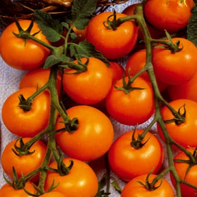 Collection tomates cerises - Sammlung von Kirschtomaten - Samen für Tomaten