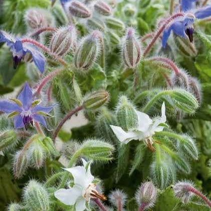 Borretsch blau, weiß - Samen für einjährige Blumen - Willemse