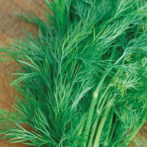 Dill ‘Bouquet’ Bio - Willemse
