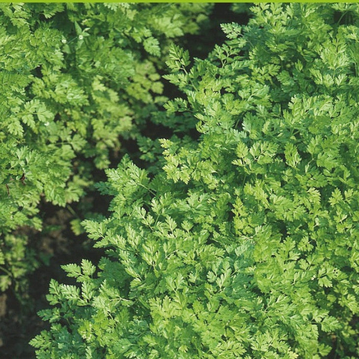 Flachblättriger Kerbel Massa Bio - Willemse